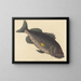 Trująca ryba-perch - Mark Catesby — oprawiony obraz na ścianie