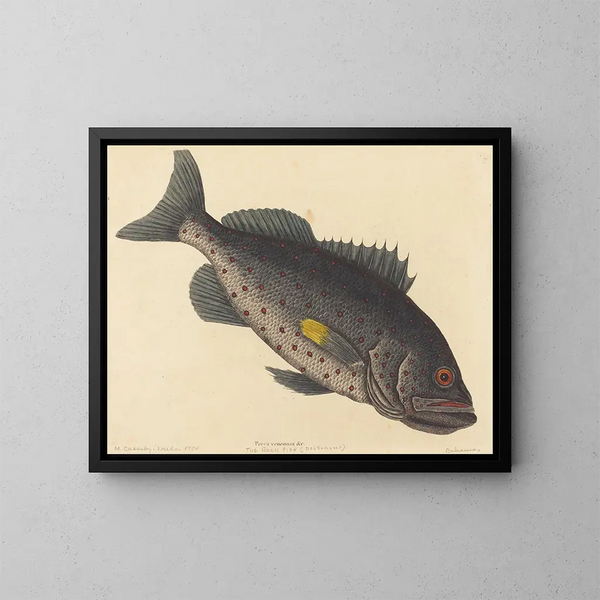 Trująca ryba-perch - Mark Catesby — oprawiony obraz na ścianie