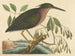 Mały czapla - Mark Catesby — widok dzieła