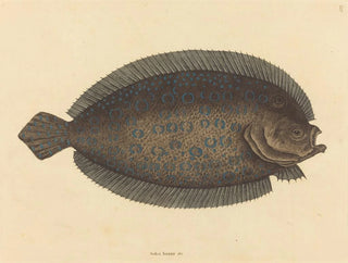 Le sole Pleuronectes lunatus - Mark Catesby — widok dzieła