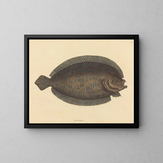 Le sole Pleuronectes lunatus - Mark Catesby — oprawiony obraz na ścianie