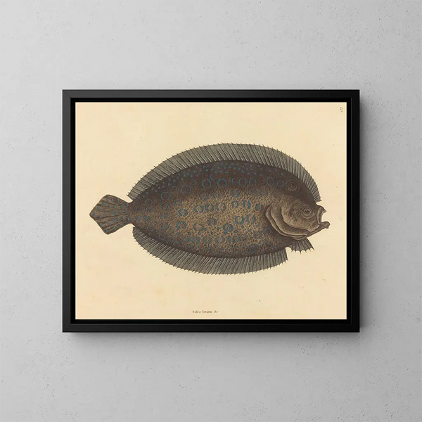 Le sole Pleuronectes lunatus - Mark Catesby — oprawiony obraz na ścianie