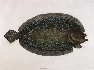 La sole lunée - Mark Catesby — widok dzieła