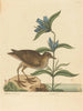 Le Soree Rallus virginianus - Mark Catesby — widok dzieła