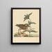 Le Soree Rallus virginianus - Mark Catesby — oprawiony obraz na ścianie