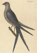 Le Faucon à Queue d'Hirondelle Falco furcatus - Mark Catesby — widok dzieła