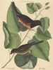 Le Towhe (Fringilla erythrophthalma) - Mark Catesby — widok dzieła