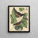 Le Towhe (Fringilla erythrophthalma) - Mark Catesby — oprawiony obraz na ścianie