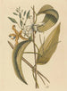 La vanille Epidendrum vanelloe - Mark Catesby — widok dzieła