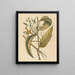 La vanille Epidendrum vanelloe - Mark Catesby — oprawiony obraz na ścianie