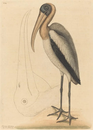 Mark Catesby - The Wood Pelican Tantalus Loculator.webp