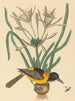 L'Oriolus icterus jaune et noir - Mark Catesby — widok dzieła