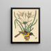 L'Oriolus icterus jaune et noir - Mark Catesby — oprawiony obraz na ścianie