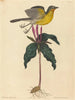 Le Paruline polyglotte - Mark Catesby — widok dzieła