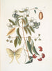 Le Papillon de Nuit à Quatre Yeux - Mark Catesby — widok dzieła