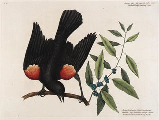 Mark Catesby - The red Wingd Starling The broad leaved candleberry Myrtle.webp