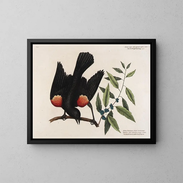 Le merle à ailes rouges, le myrte à feuilles larges et la bougie de baies - Mark Catesby — oprawiony obraz na ścianie