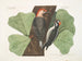 Le pic à ventre rouge, le pic chevelu, le chêne noir - Mark Catesby — widok dzieła