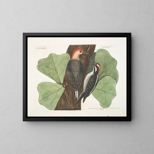 Le pic à ventre rouge, le pic chevelu, le chêne noir - Mark Catesby — oprawiony obraz na ścianie
