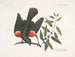 Le merle à ailes rouges, le myrte à baies en grappes - Mark Catesby — widok dzieła