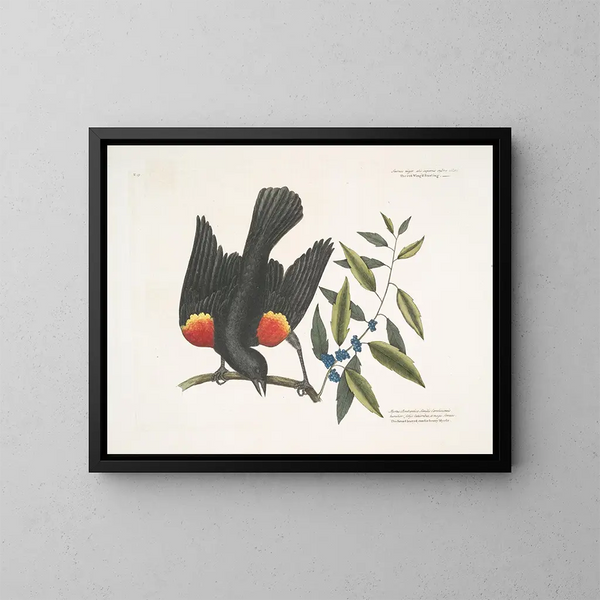Le merle à ailes rouges, le myrte à baies en grappes - Mark Catesby — oprawiony obraz na ścianie