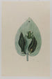 Rainette - Mark Catesby — widok dzieła