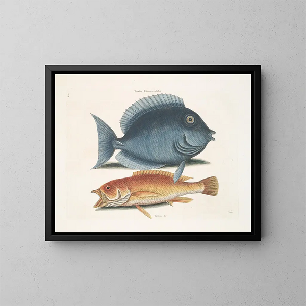 Le merle rhomboïdal et le poisson jaune - Mark Catesby — oprawiony obraz na ścianie