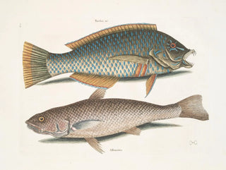 Mark Catesby - Turdus c The PuddingWife Alburnus Americanus The Carolina Whiting.webp
