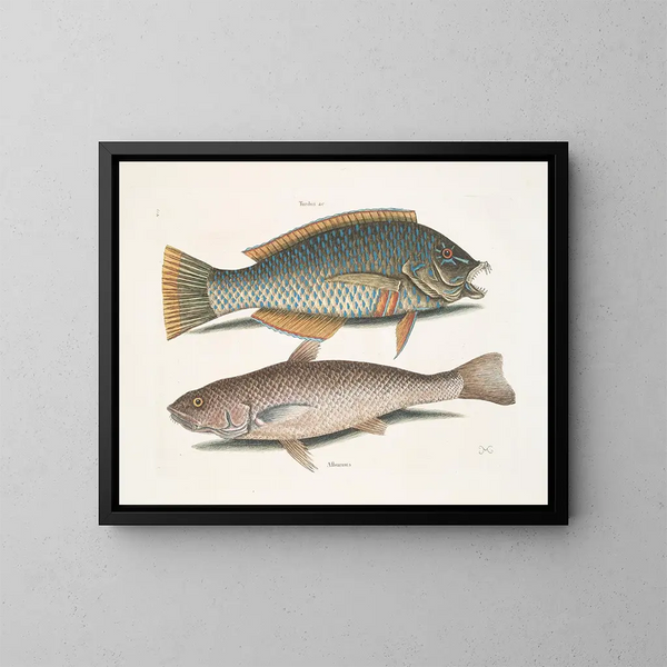 Le merle et le pudding américain, le whiting de Caroline - Mark Catesby — oprawiony obraz na ścianie