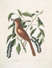 Turdus ruffus La Thruth couleur renard Ceraso similis arbuscula c Les grappes Cerisier noir - Mark Catesby — widok dzieła