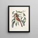 Turdus ruffus La Thruth couleur renard Ceraso similis arbuscula c Les grappes Cerisier noir - Mark Catesby — oprawiony obraz na ścianie