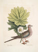 Turtur caroliniensis, żółwia karolińskiego, anapodophyllon canadense, may apple - Mark Catesby — widok dzieła