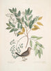 Turtur minimus guttatus La Colombe Terrestre Zanthoxylum spinosum Lentisci foliis c L'Arbre à Douleur ou à Mal de Dents - Mark Catesby — widok dzieła