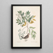 Turtur minimus guttatus La Colombe Terrestre Zanthoxylum spinosum Lentisci foliis c L'Arbre à Douleur ou à Mal de Dents - Mark Catesby — oprawiony obraz na ścianie