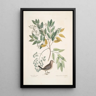 Mark Catesby - Turtur minimus guttatus The Ground Dove Zanthoxylum spinosum Lentisci foliis c The Pellitory or Toothach Tree.webp