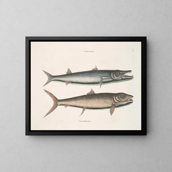 Umbla mineure c. Barracuda vulpis bahamensis - Mark Catesby — oprawiony obraz na ścianie