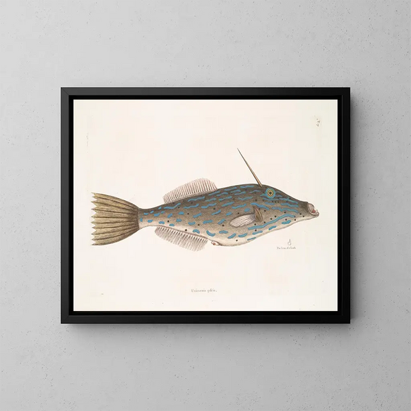 Poisson licorne z Bahamów w kształcie zęba - Mark Catesby — oprawiony obraz na ścianie