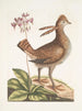 Urogallus minor - Mark Catesby — widok dzieła