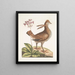 Urogallus minor - Mark Catesby — oprawiony obraz na ścianie
