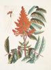 Osowica ichneumon tripilis pennsylvanien Rhus glabrum Panicula speciosa crimson - Mark Catesby — widok dzieła