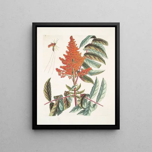 Mark Catesby - Vespa ichneumon tripilis Pensylvaniensis Rhus glabrum Panicula speciosa coccinea.webp
