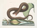 Vipère brune - Mark Catesby — widok dzieła