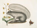 Viscum Sciurus, szary szop pracz - Mark Catesby — widok dzieła