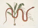 Viscum c. Anguis c. Le serpent des blés - Mark Catesby — widok dzieła