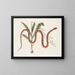 Viscum c. Anguis c. Le serpent des blés - Mark Catesby — oprawiony obraz na ścianie