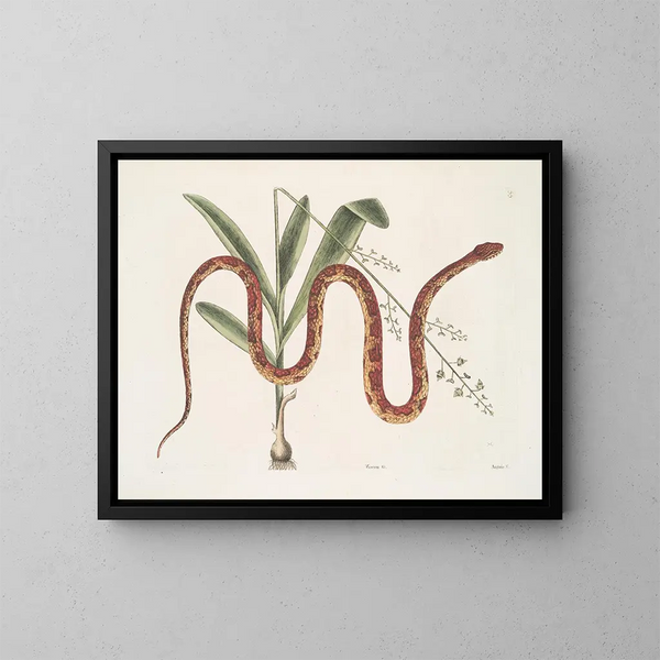 Viscum c. Anguis c. Le serpent des blés - Mark Catesby — oprawiony obraz na ścianie