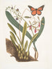 Viscum racine bulbeuse Viscum caryophyllodes c Papillio c - Mark Catesby — widok dzieła