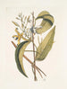 Volubilis silicosa Feuille de plantain mexicain Le Vanelloe - Mark Catesby — widok dzieła