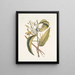 Volubilis silicosa Feuille de plantain mexicain Le Vanelloe - Mark Catesby — oprawiony obraz na ścianie