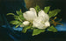 Gigantyczne magnolie na niebieskiej aksamitnej tkaninie - Martin Johnson Heade — widok dzieła